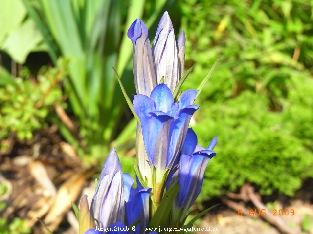  Lungenblume, Kiweitsblome,Hungerkraut, Wiesenenzian